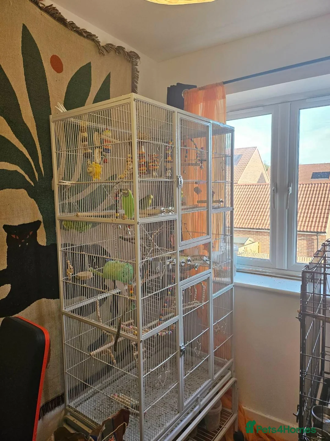 Budgerigars birds for sale: Seeking Experienced Owner for Disabled Budgie in Knaresborough - Advert 4