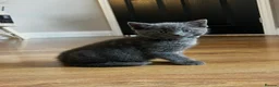 Russian Blue cats for sale: Four beautiful Russian blue kittens ❤️ - Advert 13