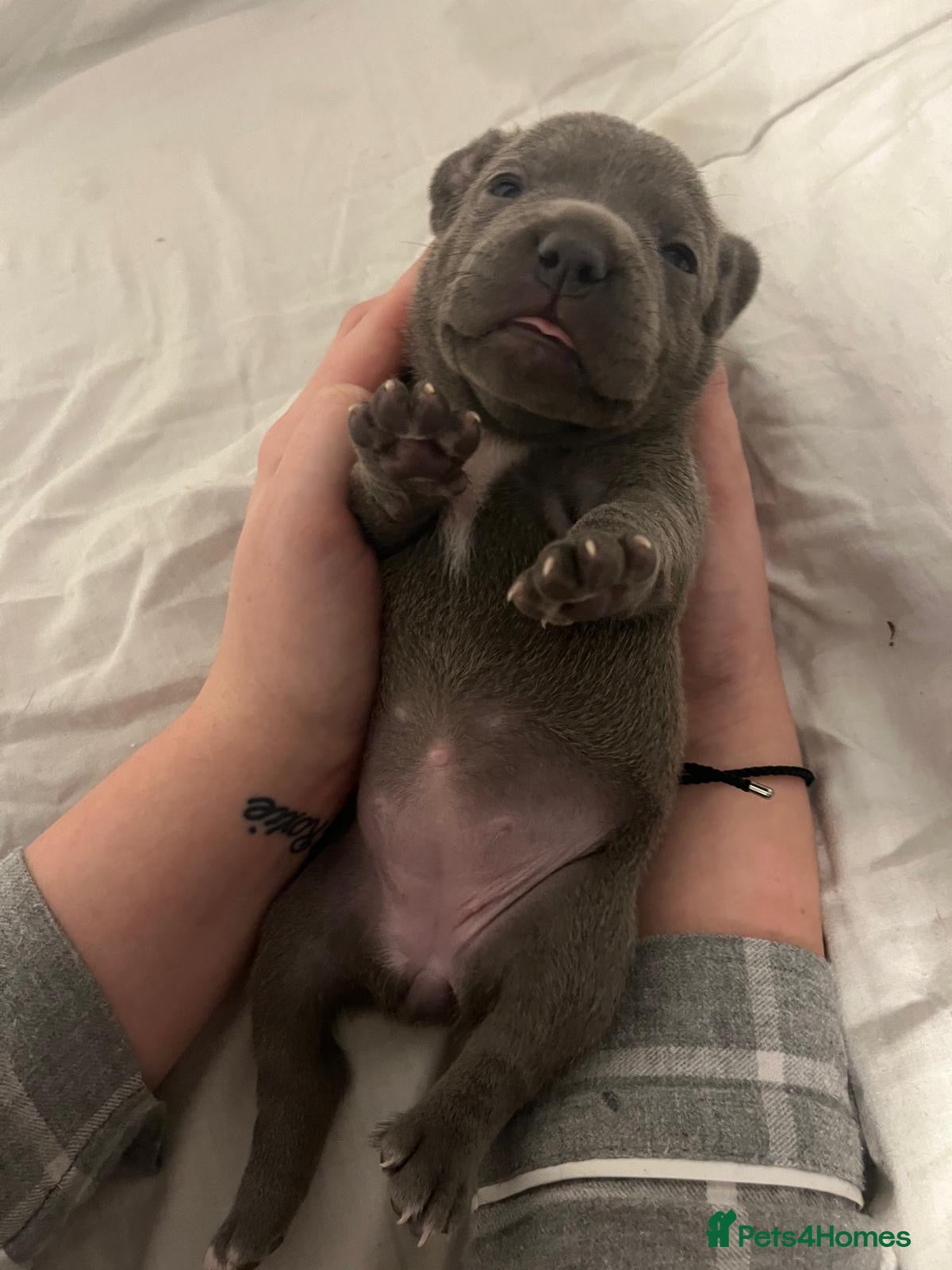 Staffordshire Bull Terrier dogs KC Registered Staffordshire Bull Terrier  - Advert 1