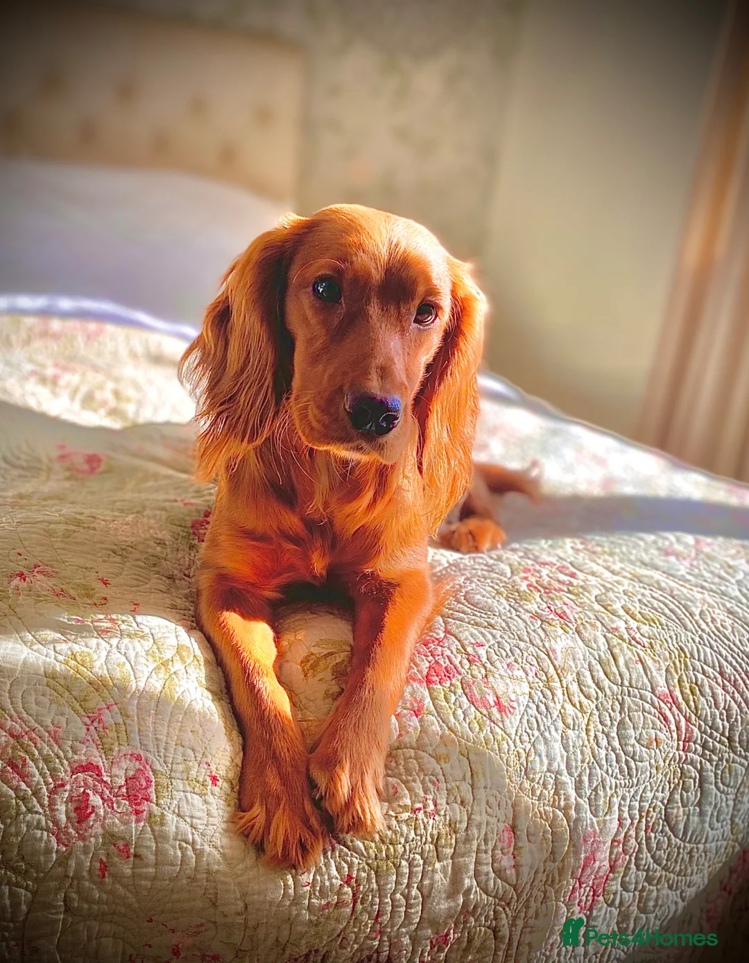 Cocker Spaniel dogs for sale: Dark Golden Cocker Spaniels  - Advert 8
