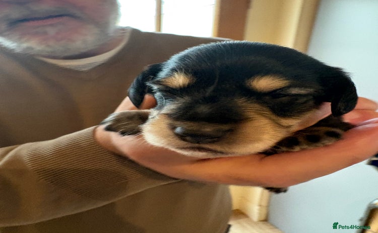 Miniature Dachshund dogs Stunning litter of Mini Long Haired Dachshunds - Advert 4