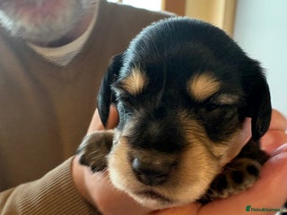 Miniature Dachshund dogs Stunning litter of Mini Long Haired Dachshunds - Advert 2