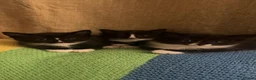 Mixed Breed cats for sale: 3 black and white tuxedo kittens, 2 male 1 female - Advert 11