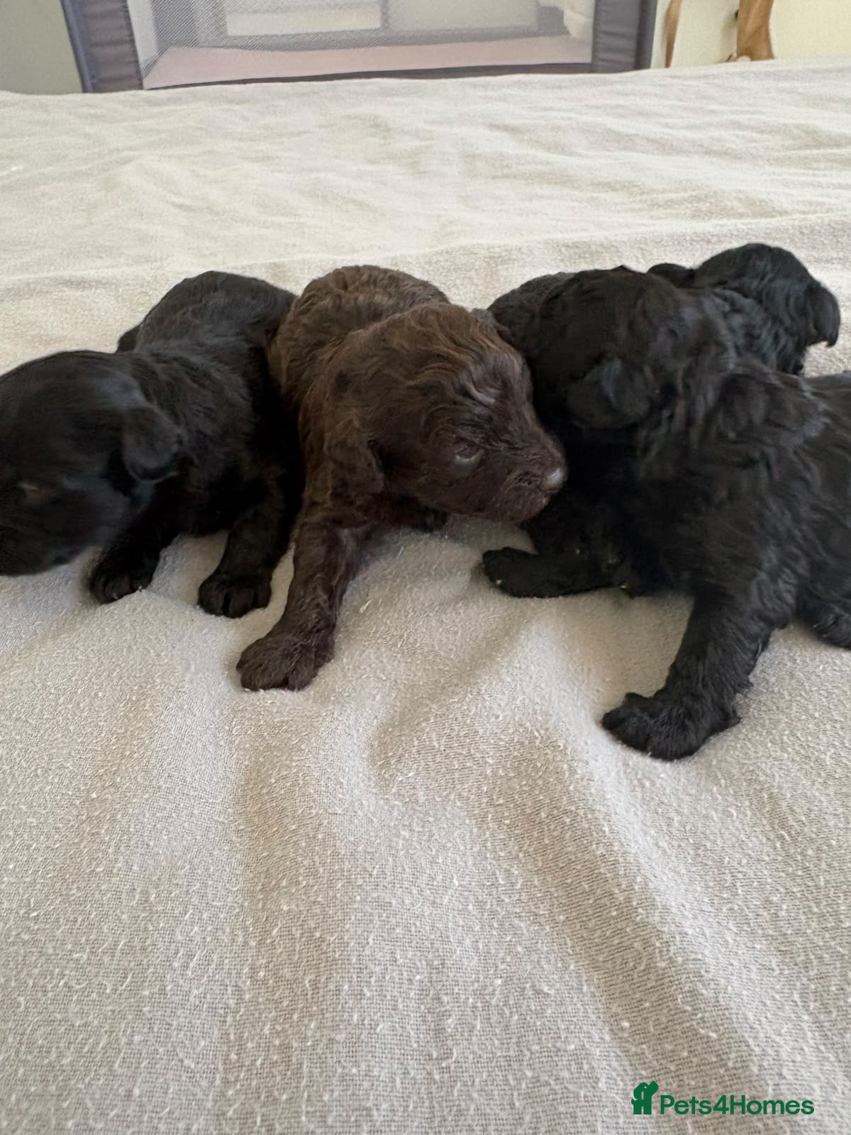 Maltipoo dogs Maltipoo puppies - Advert 1