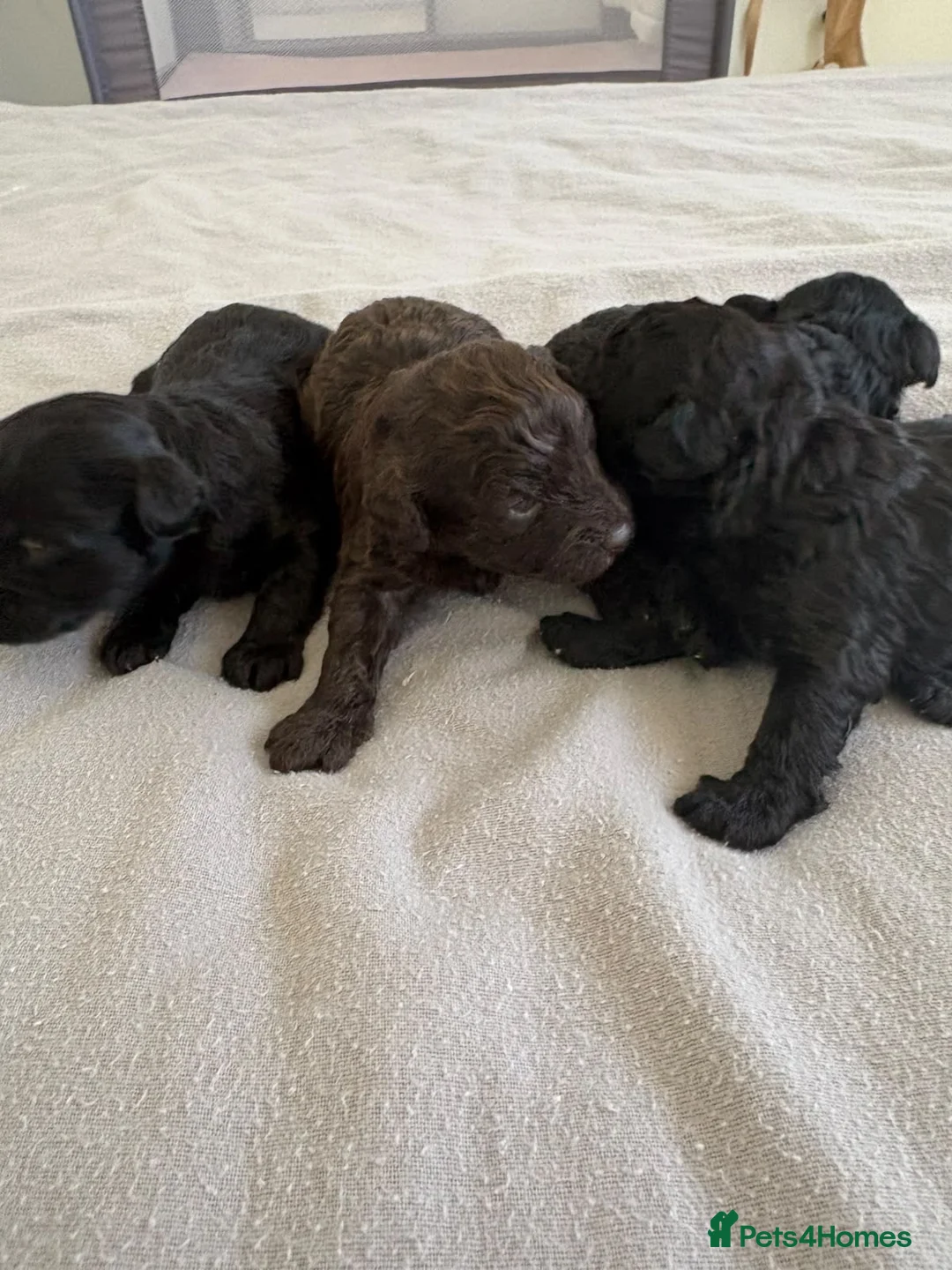 Maltipoo dogs for sale: Maltipoo puppies in Oxford - Advert 1