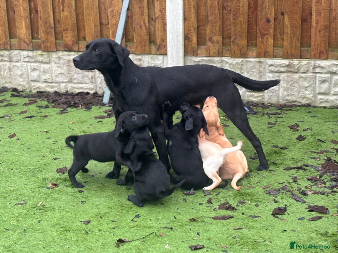 Labrador Retriever dogs for sale: KC reg Labrador puppies  - Advert 3