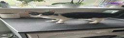 Mixed Breed cats for sale: Two Kittens  - Advert 1
