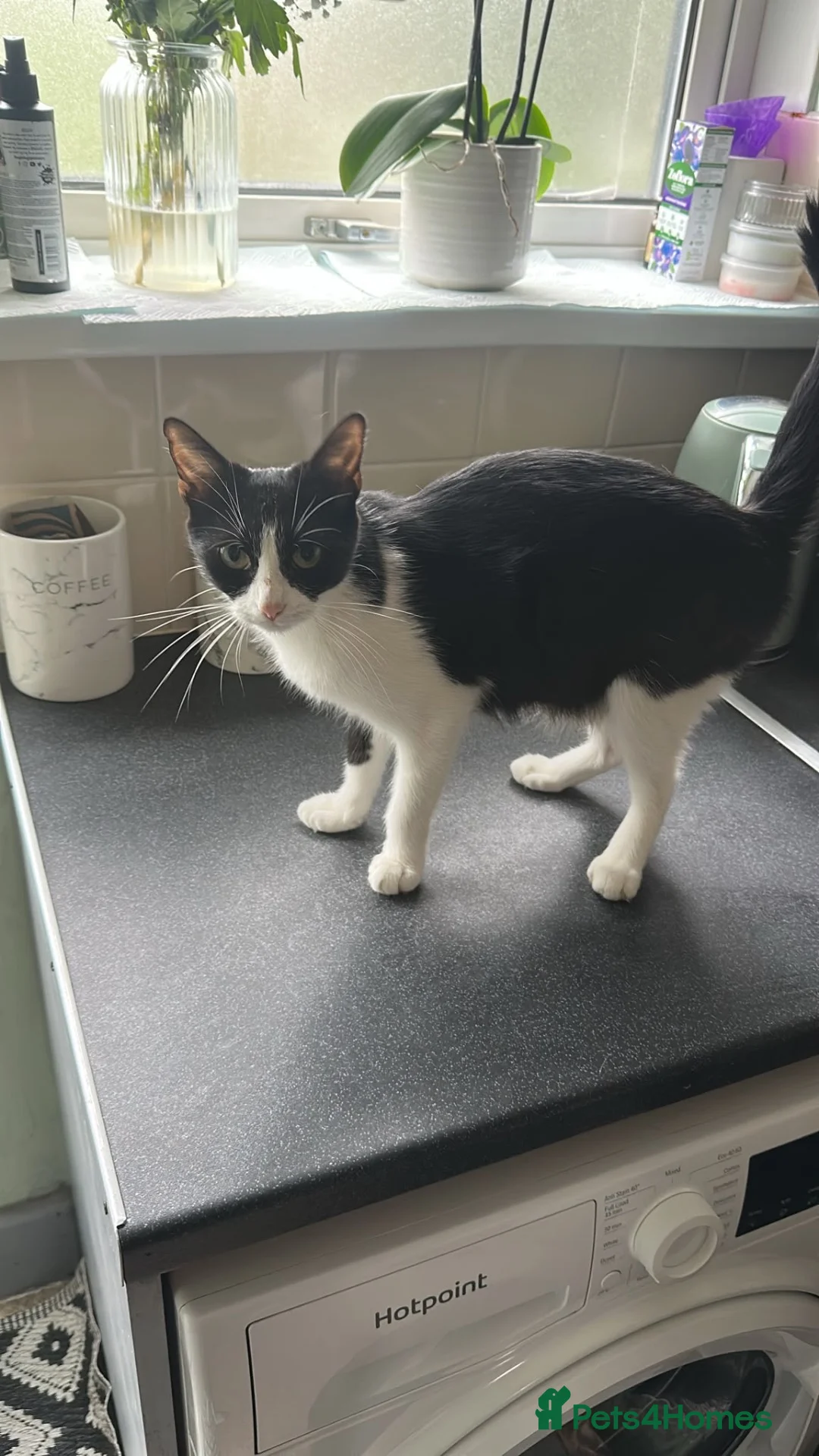 Mixed Breed cats for sale: Two Kittens  - Advert 1