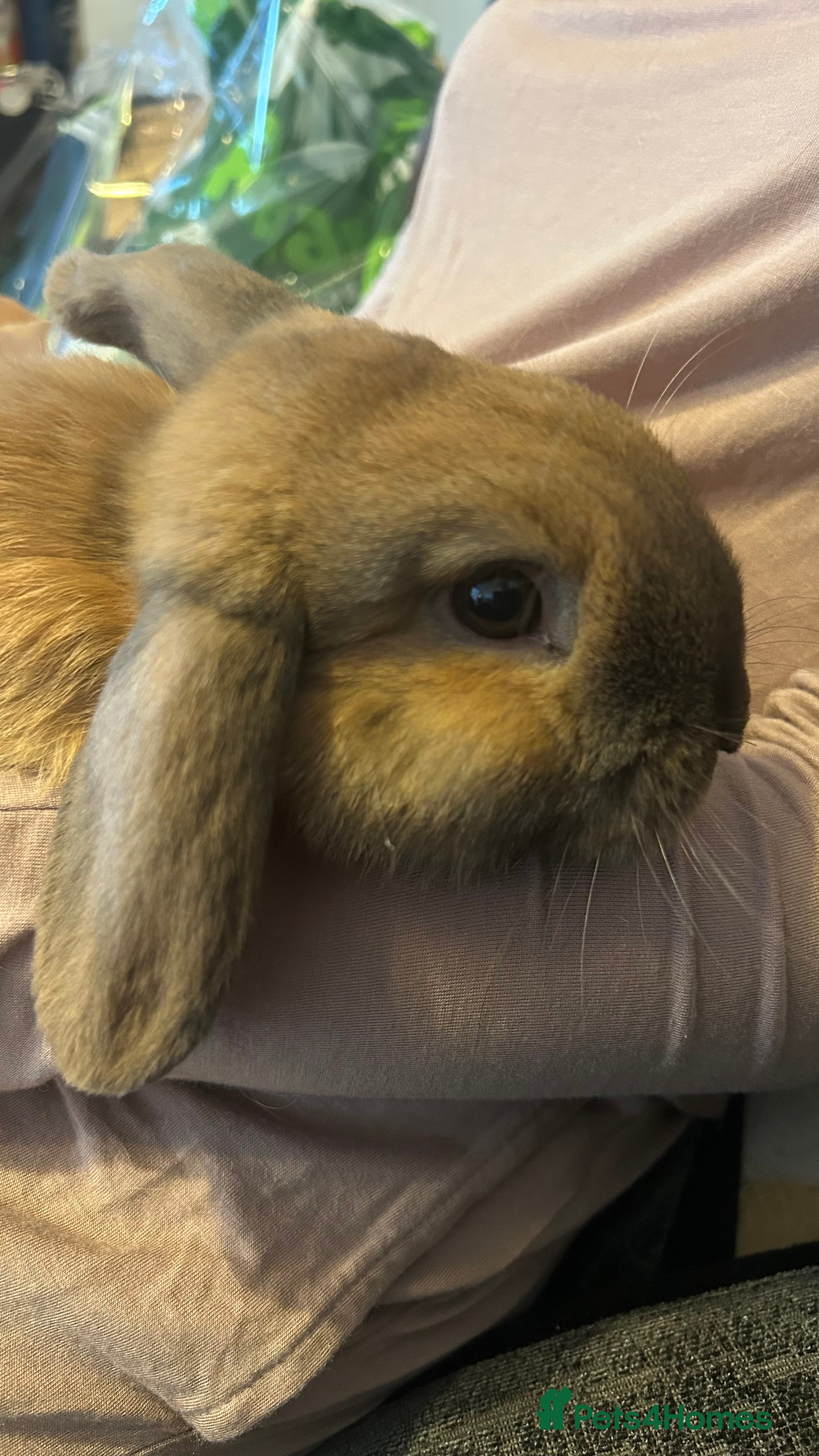 Mini Lop rabbits Ready immediately  - Advert 2