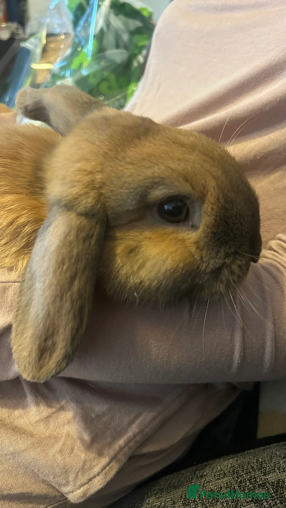 Mini Lop rabbits for sale: Ready immediately  in Basildon - Advert 2