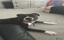 Mastiff dogs for sale: 2 beautiful mastiff puppy’s one male one female  - Image 5