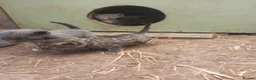 Aegean cats for sale: Agean x kittens for sale  - Advert 10
