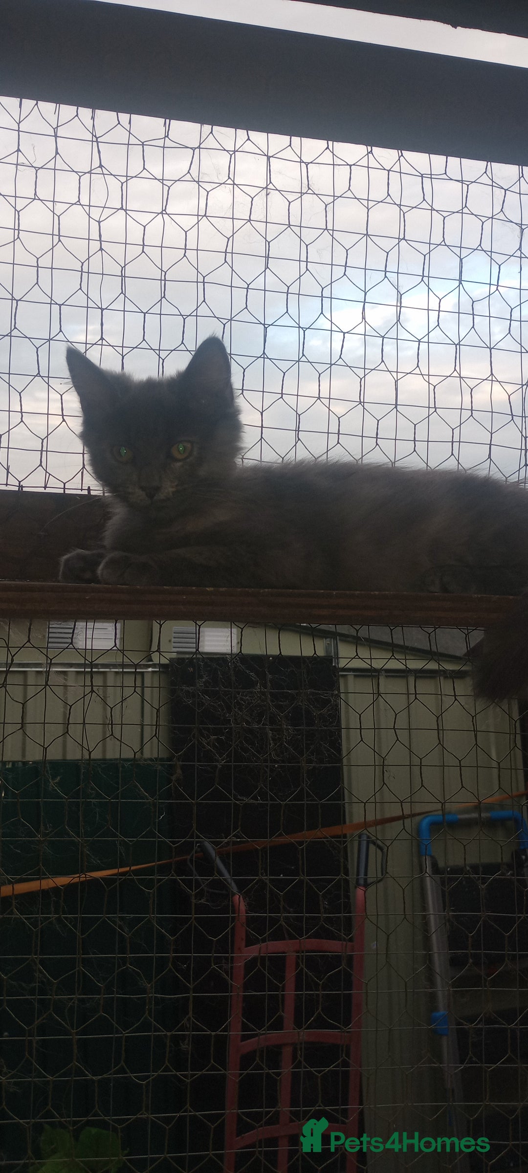 Mixed Breed cats for sale: Maicoon mix  - Image 2