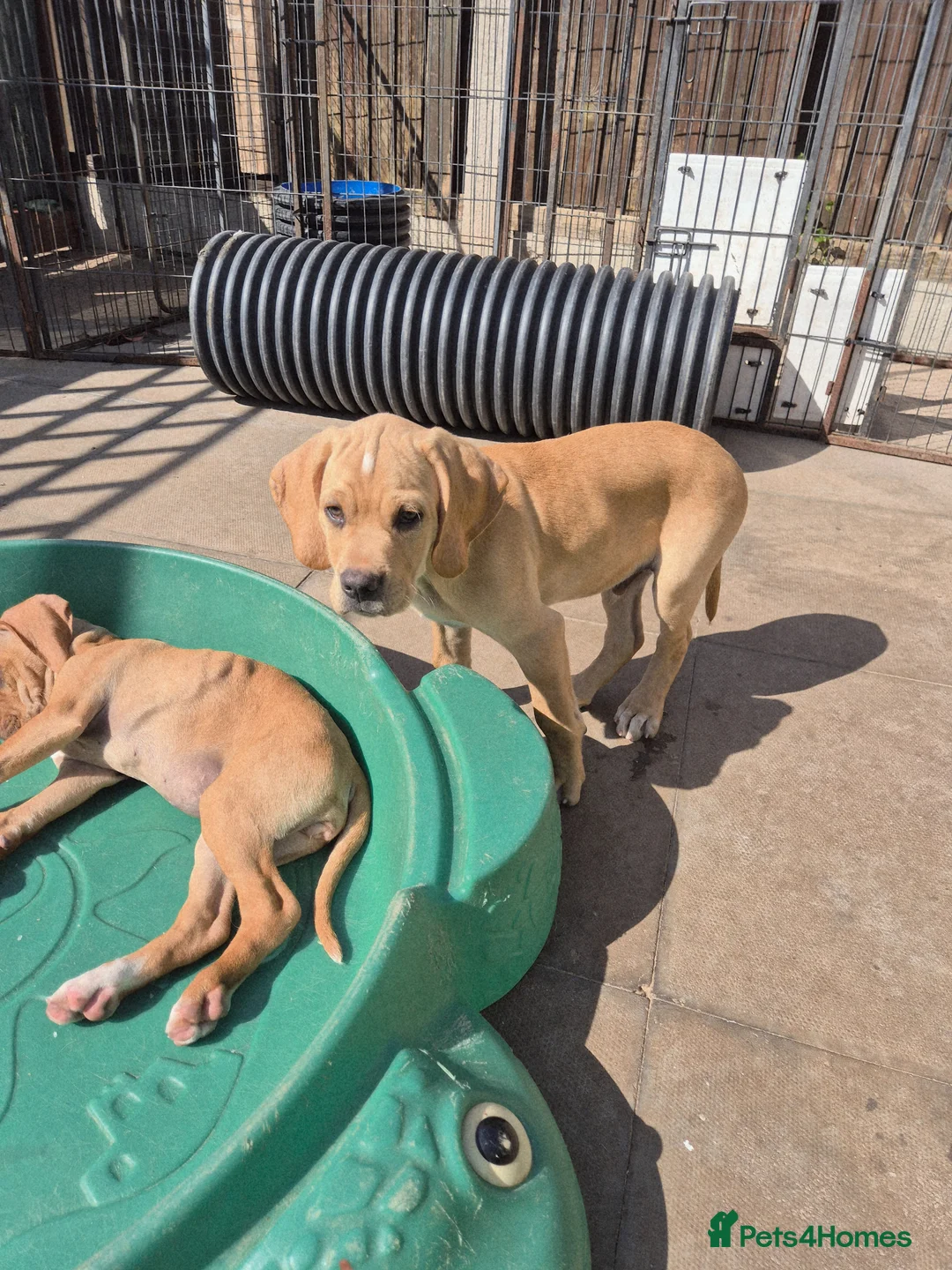 Pointer dogs for sale: Portuguese pointer puppy for sale - Advert 5