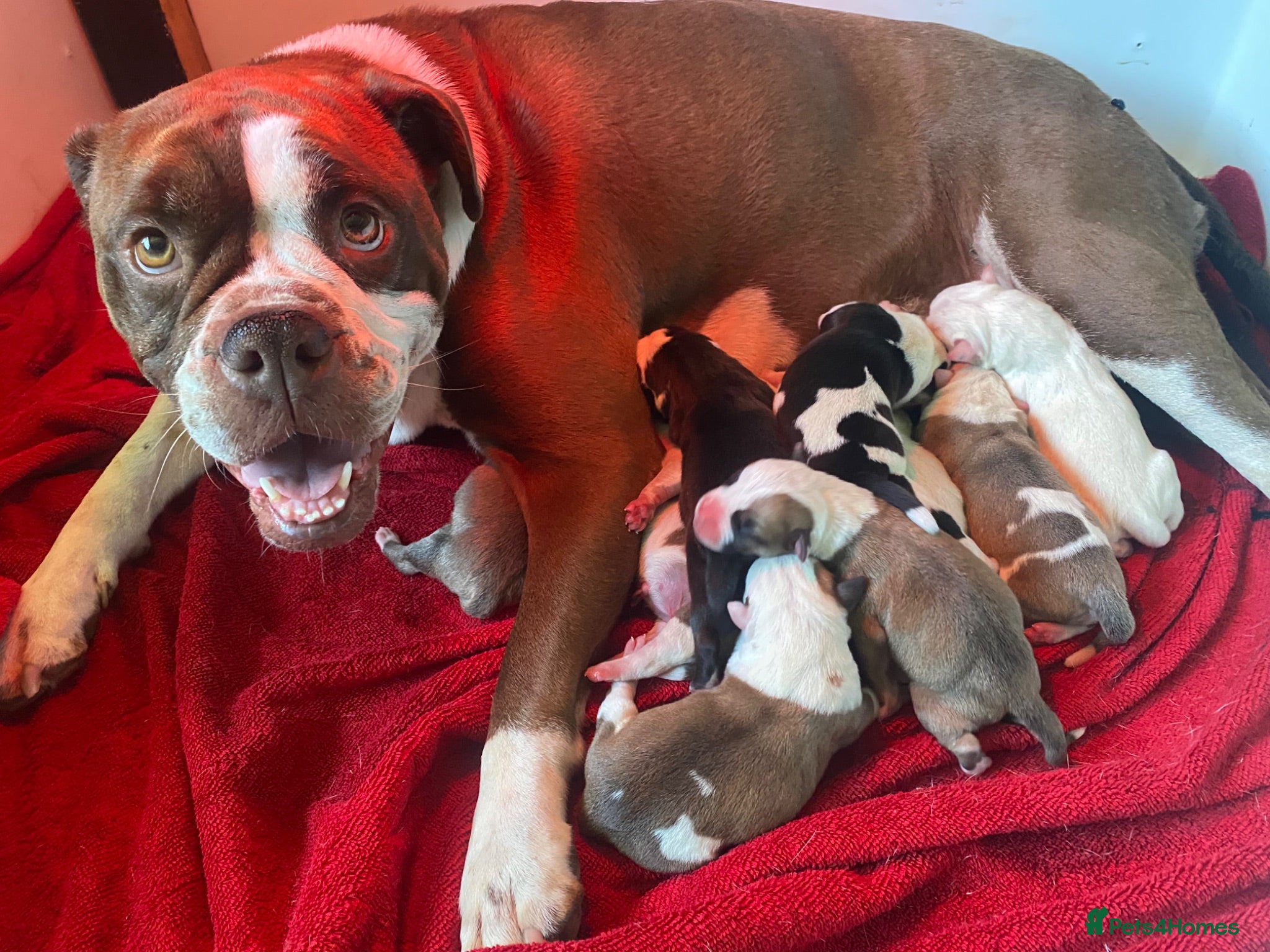 Mixed Breed dogs Fabulous litter of 10  - Advert 2