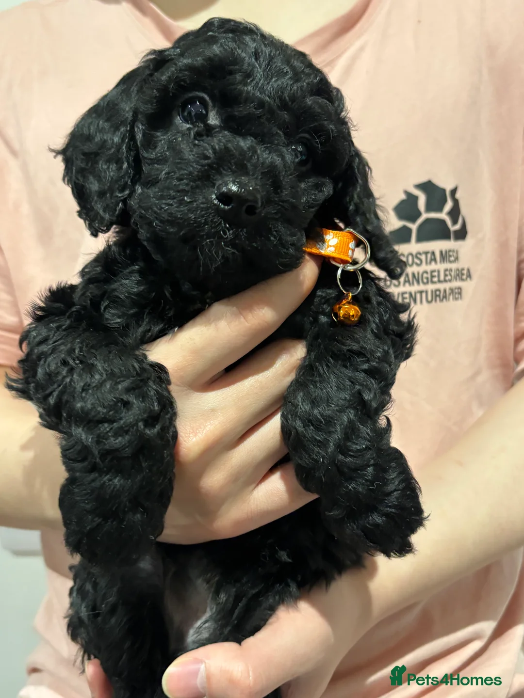 Cockapoo dogs for sale: Beautiful Cockapoo Puppies – 6 Boys & 2 Girls - Advert 31