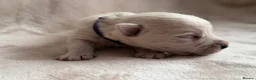 West Highland Terrier dogs for sale: West highland Terrier puppies for sale - Advert 12