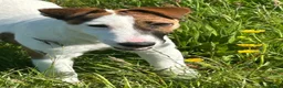 Fox Terrier dogs for sale: Smooth Fox Terrier Puppy Bitch - Advert 3