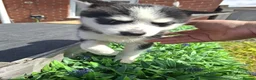 Pomsky dogs for sale: Beautiful Pomsky 1 Girl Available - Advert 28