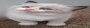 Ragdoll 1