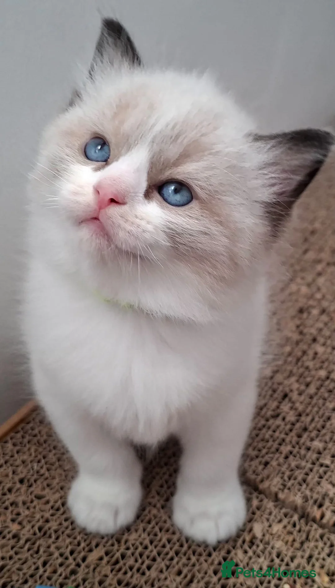 Ragdoll cats for sale: 🐈💙Stunning GCCF registered Ragdoll kittens 🐱 💙 - Advert 14