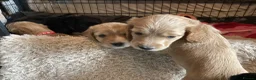 Cocker Spaniel dogs for sale: Cocker spaniel pups  - Advert 5