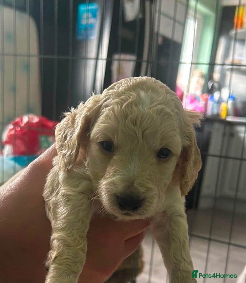Cockapoo dogs Male cockapoo pup - Advert 1