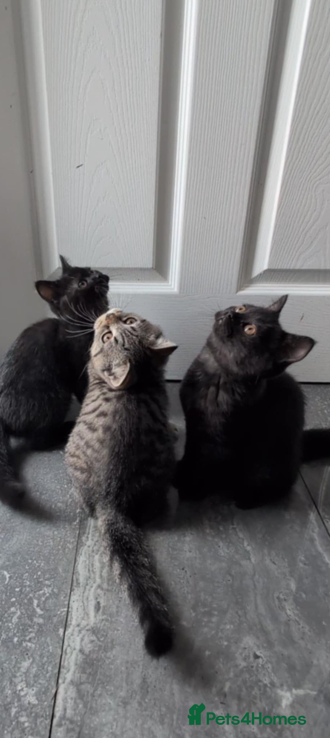 British Shorthair cats for sale:  Ready now. British shorthair kittens  - Image 17