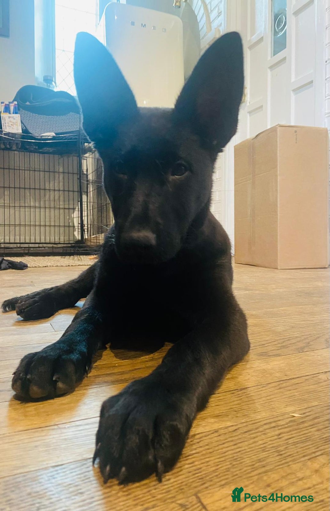 German Shepherd dogs for sale: DDR CZECH GERMAN 🇨🇿 straight back working GSD - Image 5