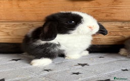 Mini Lop rabbits for sale: 2 beautiful pure mini lop babies - Image 2
