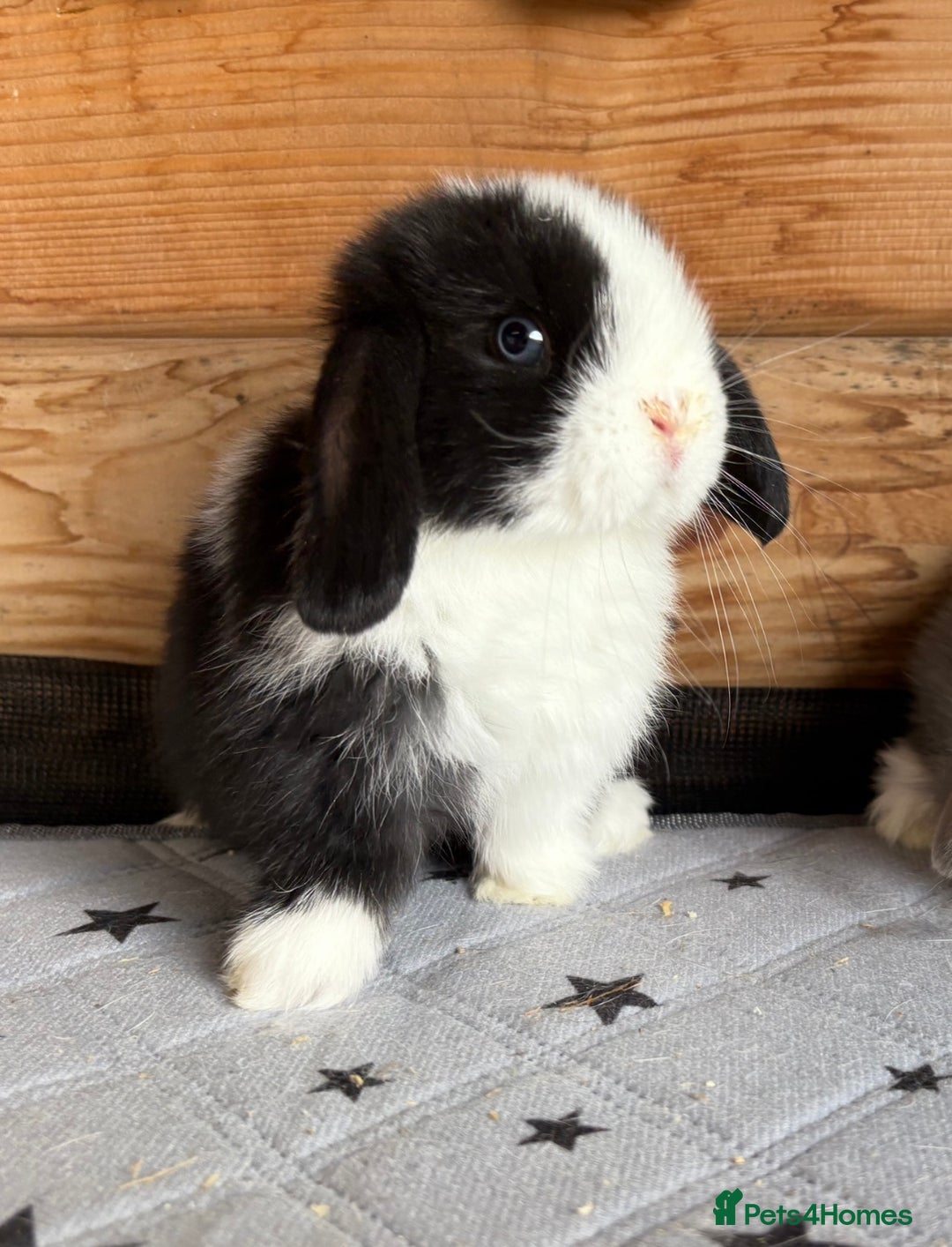 Mini Lop rabbits for sale: 2 beautiful pure mini lop babies - Image 2