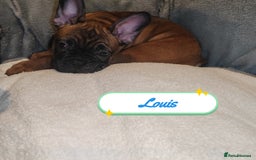 French Bulldog dogs for sale: 🌟 Beautiful French Bulldog Puppies  - Advert 4