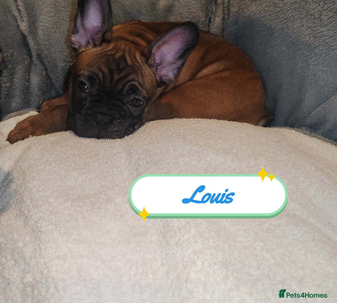 French Bulldog dogs for sale: 🌟 Beautiful French Bulldog Puppies  - Advert 4