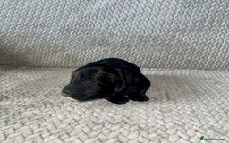 Shihpoo dogs for sale: Gorgeous Toy Shihpoo puppies - Image 18