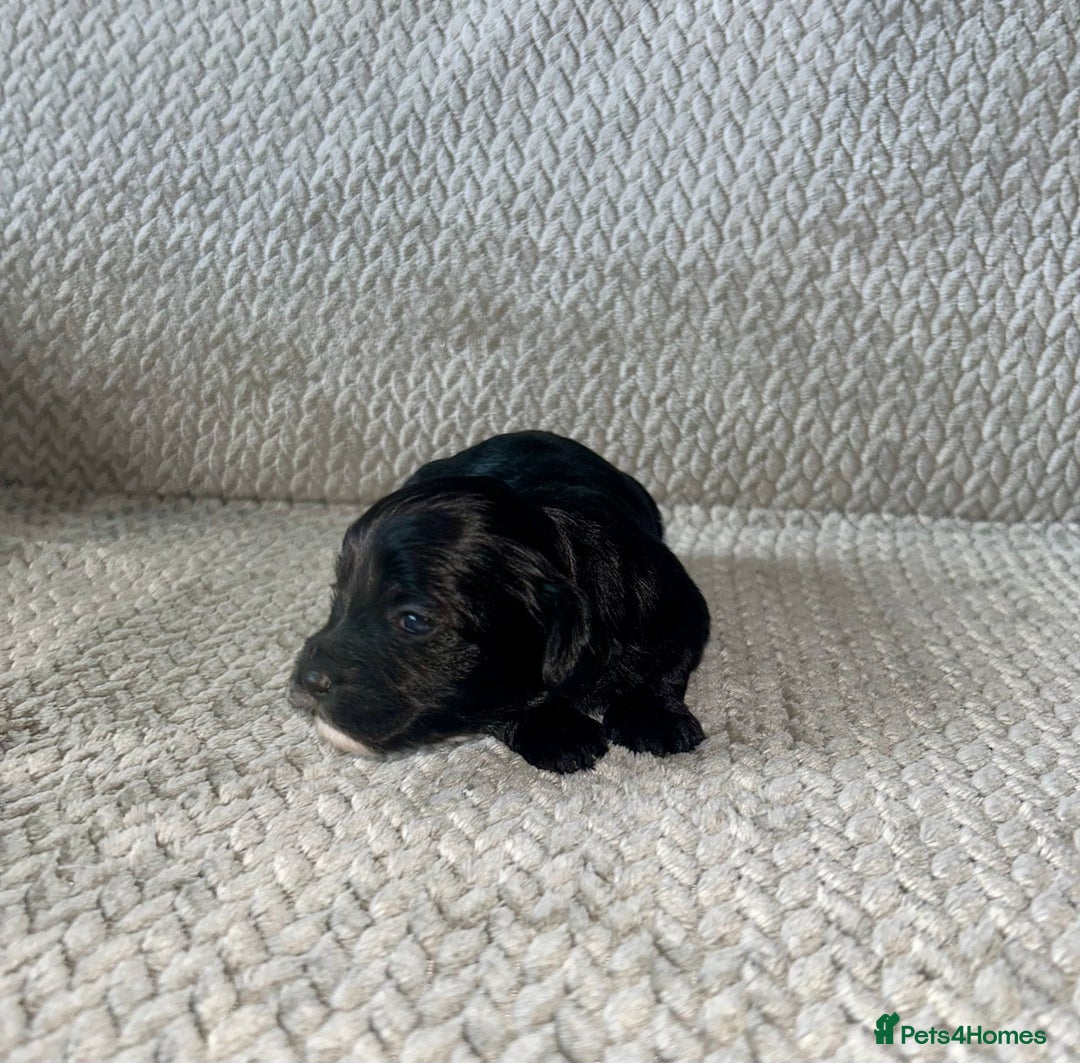 Shihpoo dogs for sale: Gorgeous Toy Shihpoo puppies - Image 18