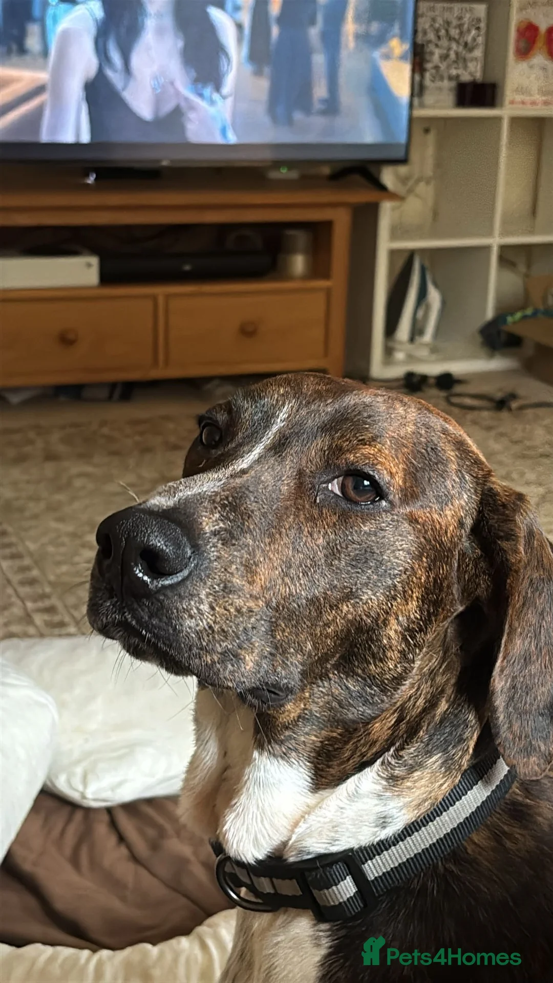 Mixed Breed dogs for adoption: Billy is ready for his forever  - Advert 2