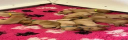 Labrador Retriever dogs for sale: KC REG FOX RED LABRADOR PUPPIES - Advert 9