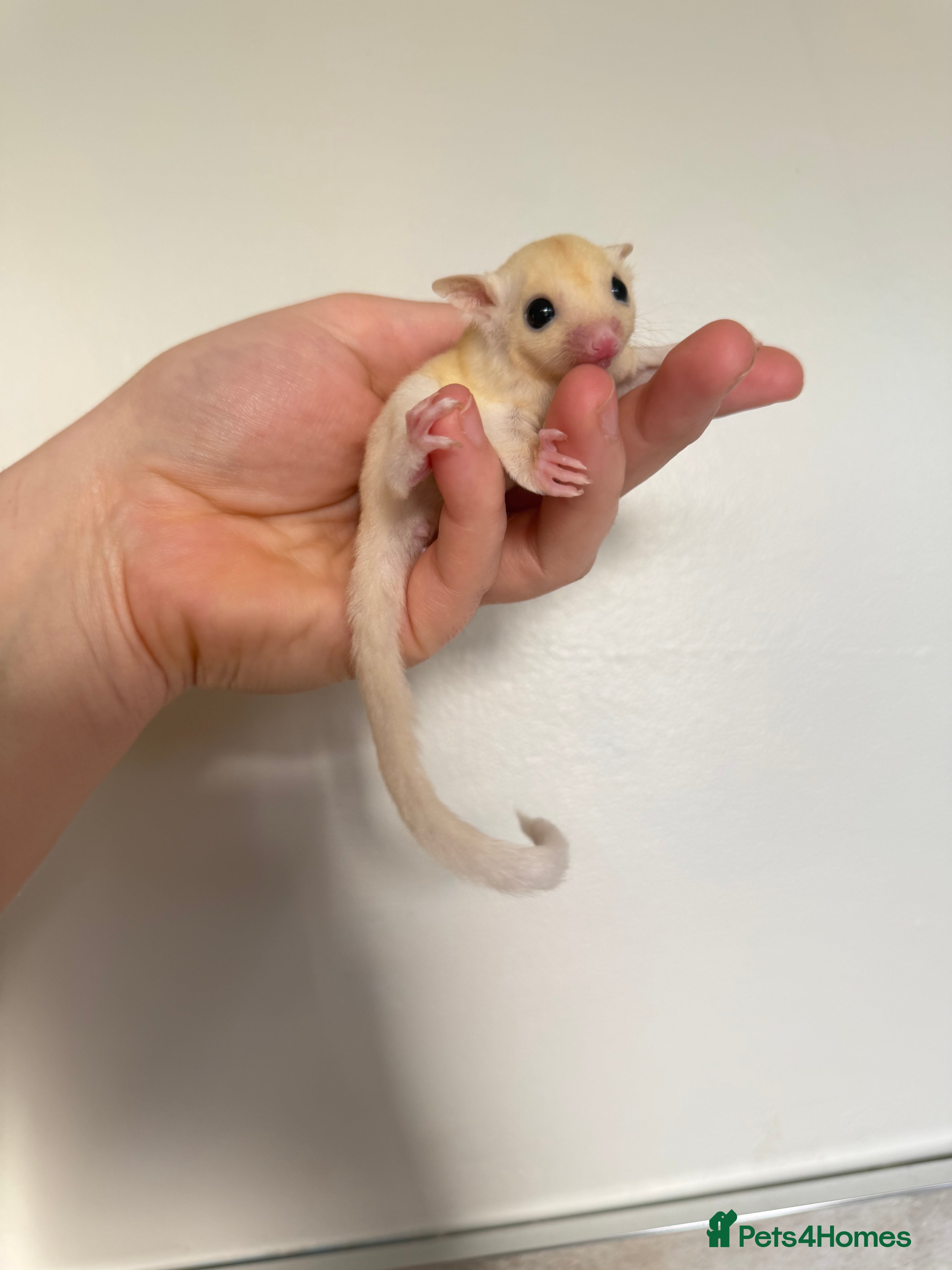 Sugar Glider rodents Female leu sugar glider to reserve  - Advert 1