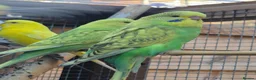 Budgerigars birds for sale: Stunning beautiful 6 week old budgies - Advert 5