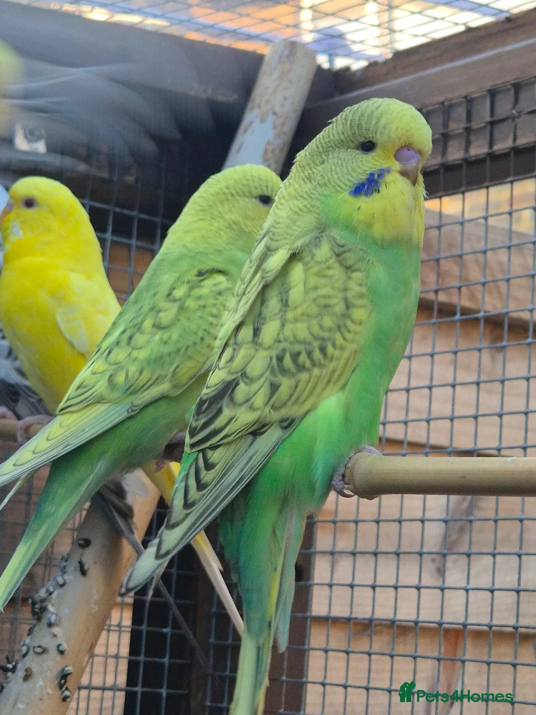 Budgerigars birds for sale: Stunning beautiful 6 week old budgies - Advert 5