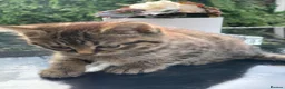 Toyger cats for sale: Tabby kittens  - Advert 4