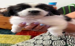 Mixed Breed dogs for sale: Yorkshire terrier x jack russell - Image 9