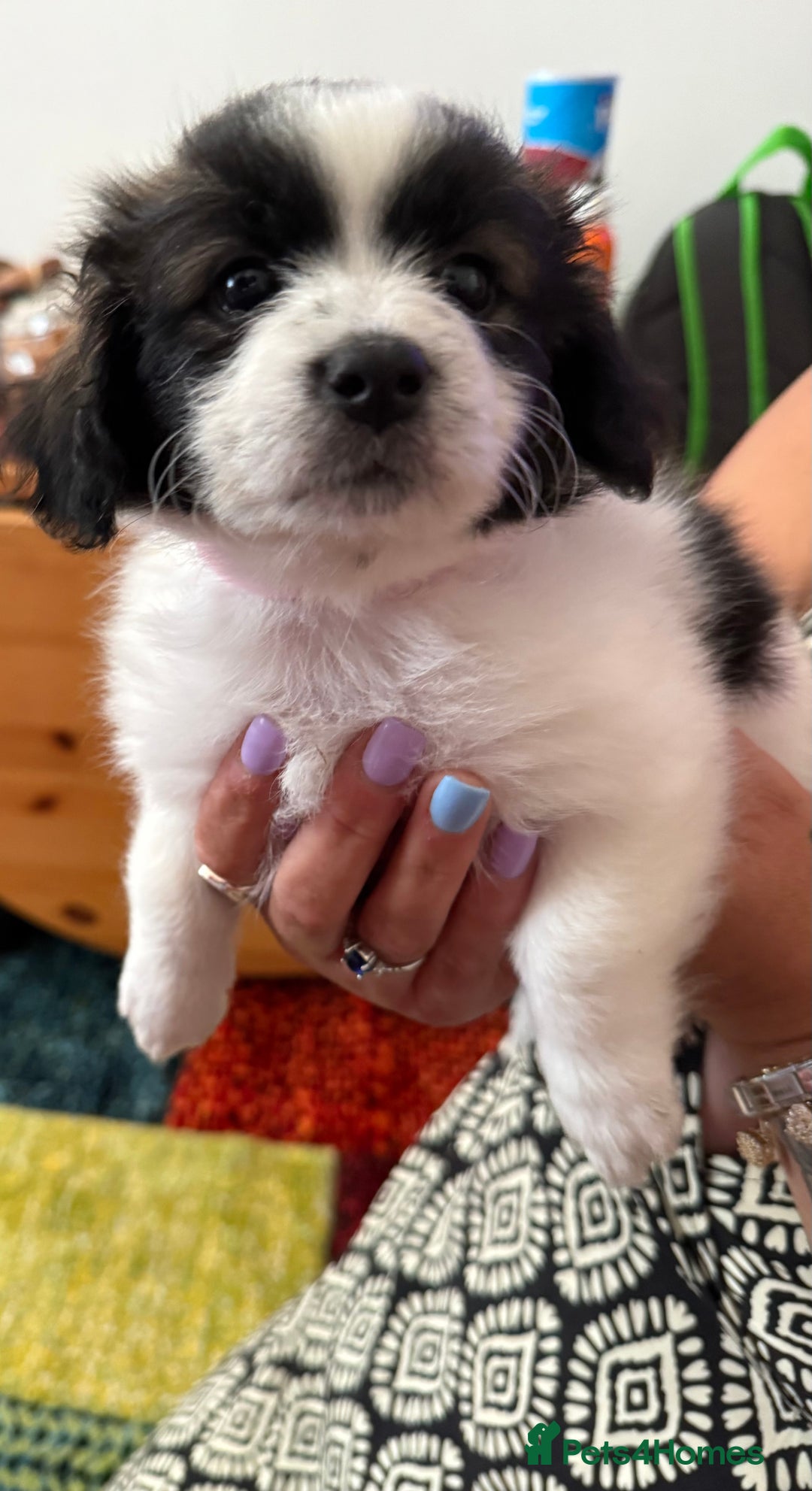 Mixed Breed dogs for sale: Yorkshire terrier x jack russell - Image 9