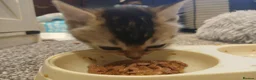 British Shorthair cats for sale: Kittens - Advert 4