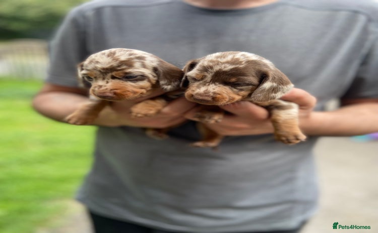 Miniature Dachshund dogs - Advert 1