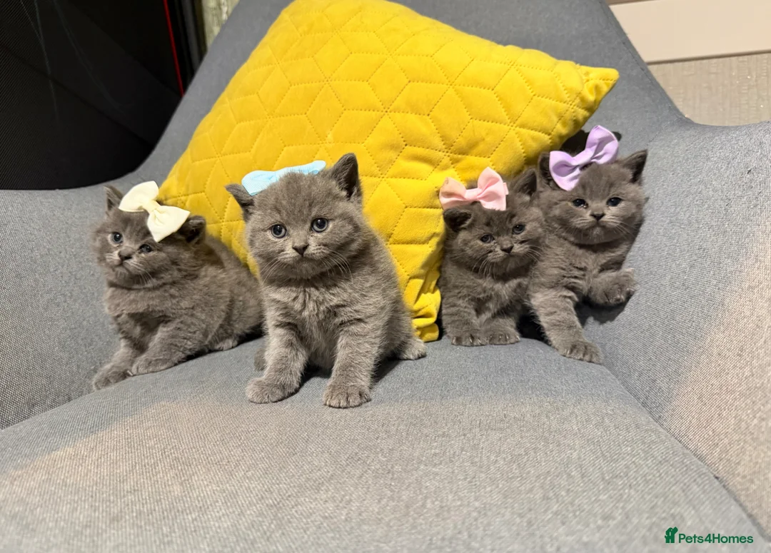 British Shorthair cats for sale: British shorthair kittens  - Advert 1
