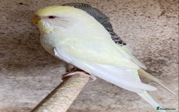 Budgerigars birds for sale: Beautiful Budgies - Image 15