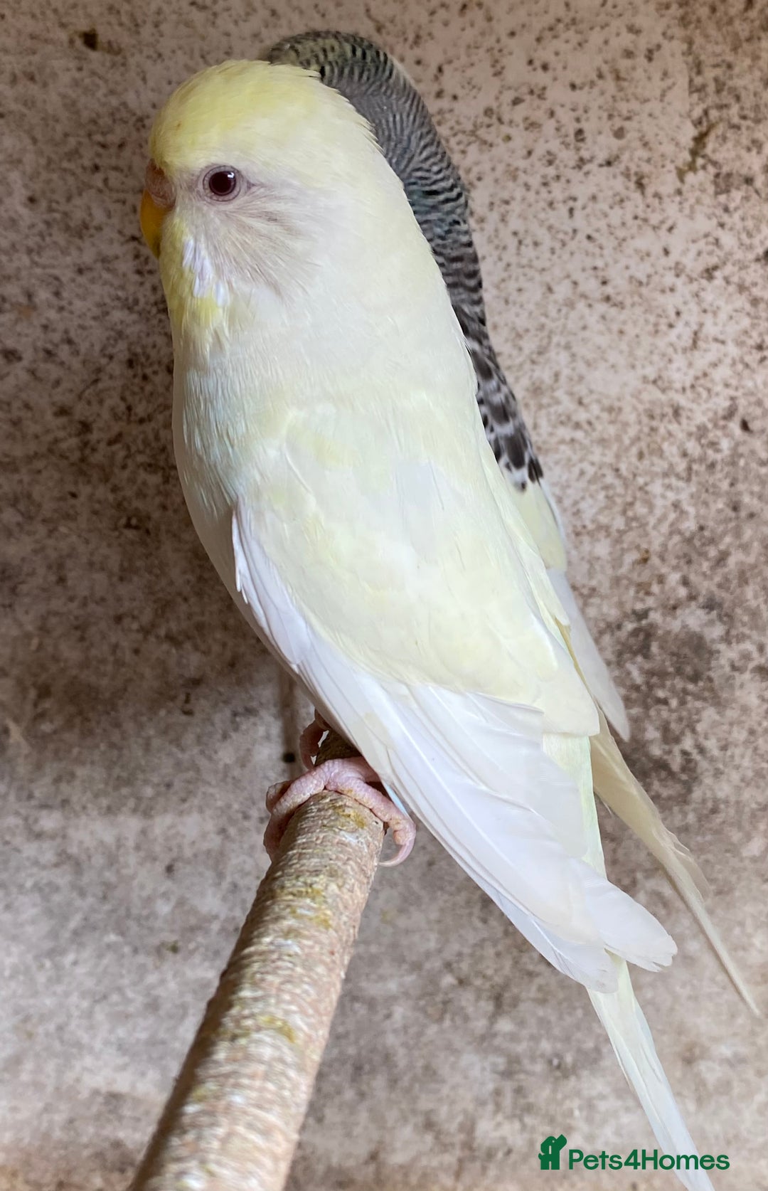 Budgerigars birds for sale: Beautiful Budgies - Image 15