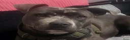 Staffordshire Bull Terrier dogs for sale: Staffordshire bully puppies  - Advert 2