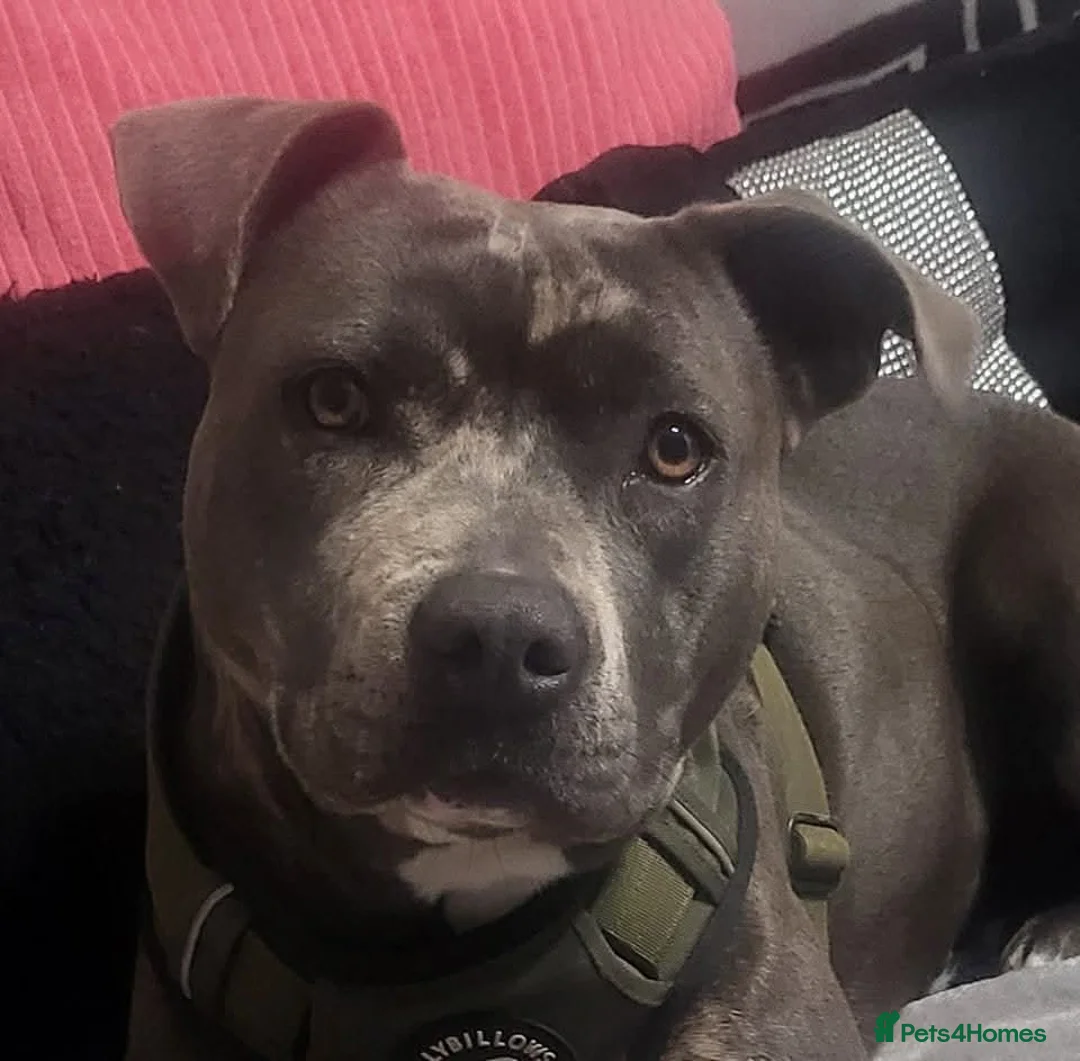Staffordshire Bull Terrier dogs for sale: Staffordshire bully puppies  - Advert 2